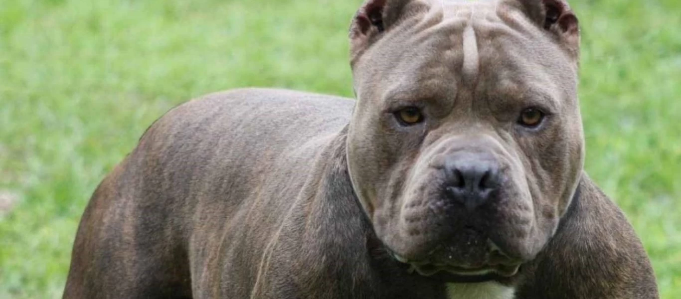 Ευβοία: Η Αστυνομία διαψεύδει την «άγρια επίθεση» πίτμπουλ